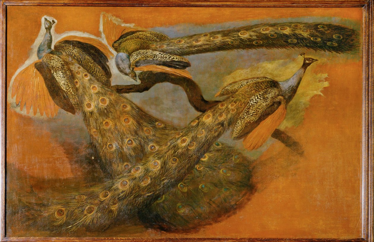 Três pavões (pintura sobre tela) de Pieter or Peter Boel