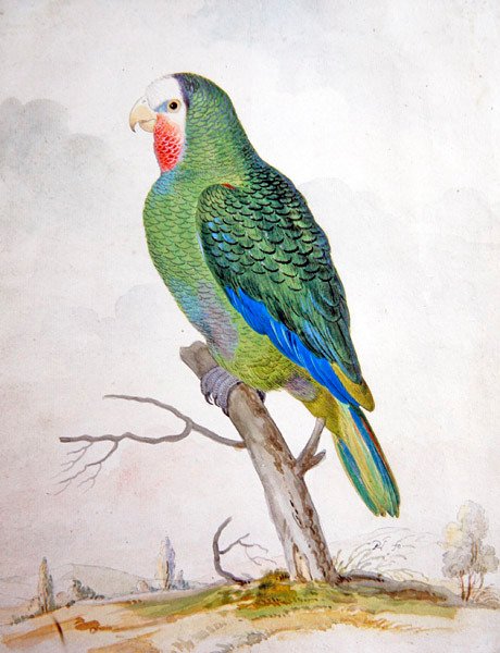 Um Papagaio na Paisagem (guache sobre caneta e tinta preta) de Pieter the Younger Holsteyn
