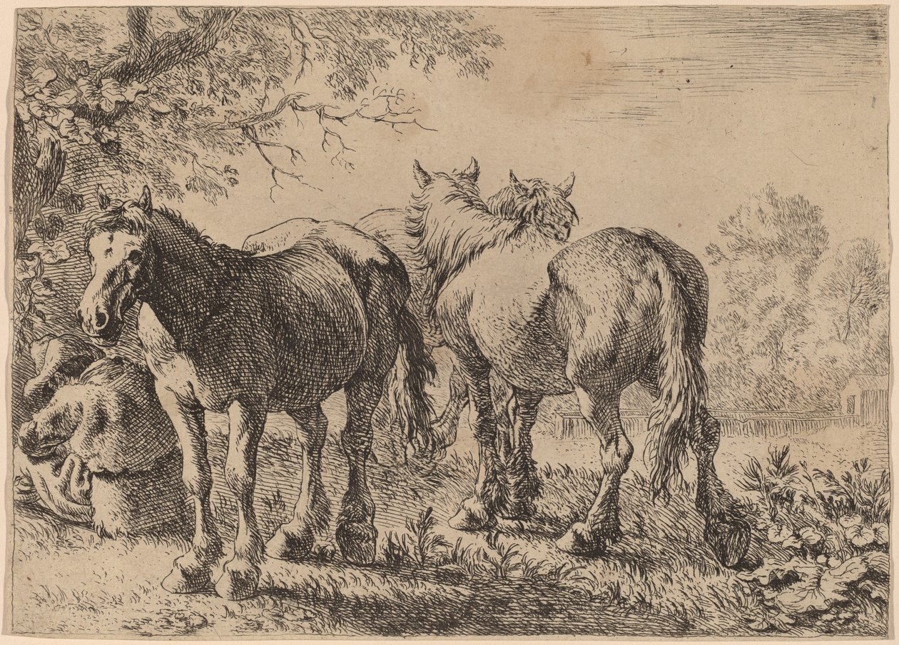 Três cavalos em um campo de Pieter van Laer