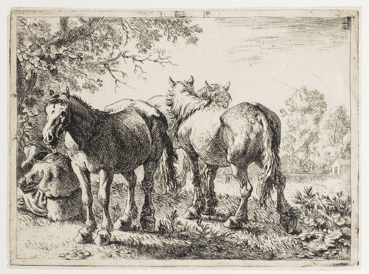 Três cavalos num campo de Pieter van Laer