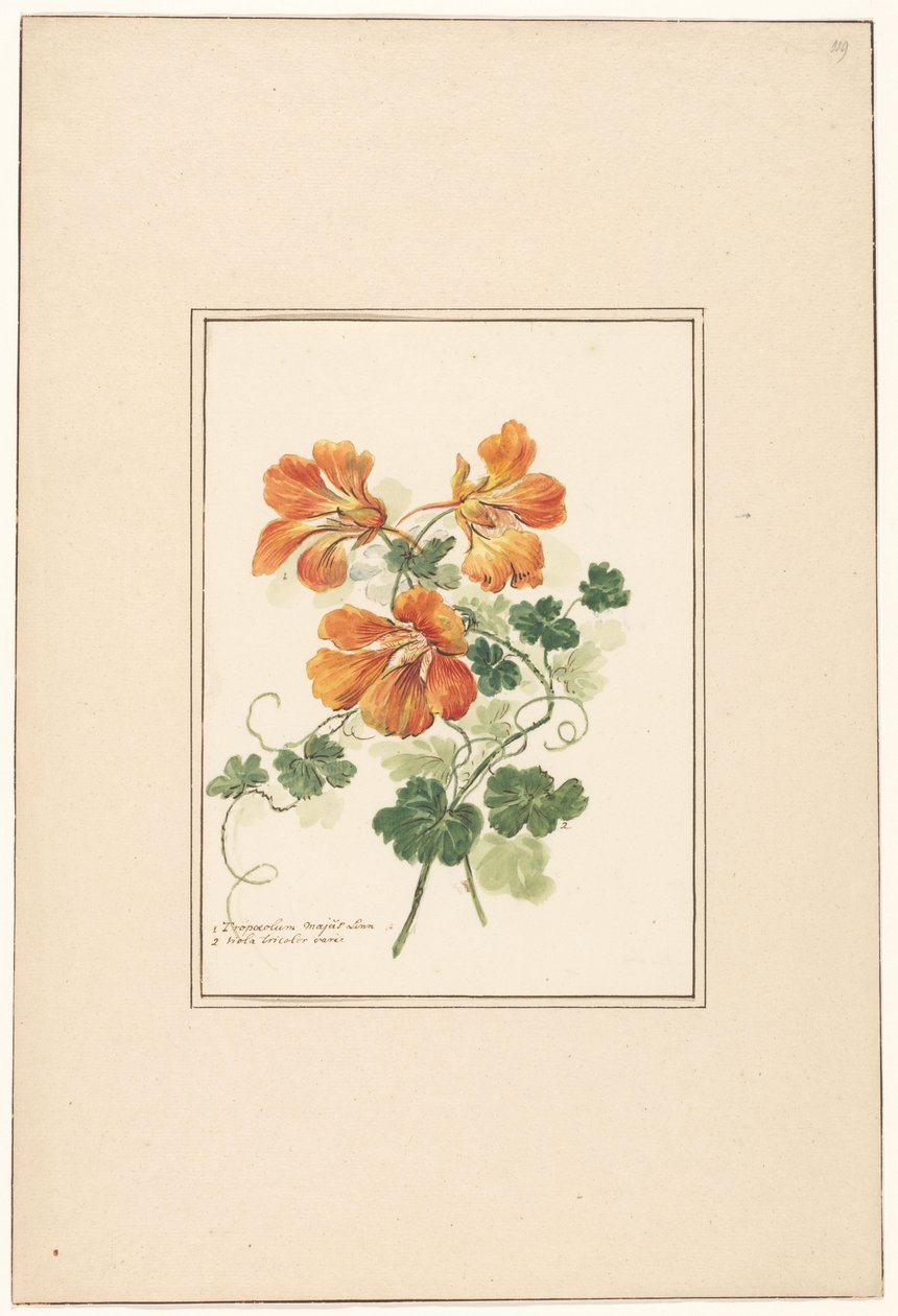 Ramos de um Tropaeolum e uma violeta de Pieter van Loo (attributed to)