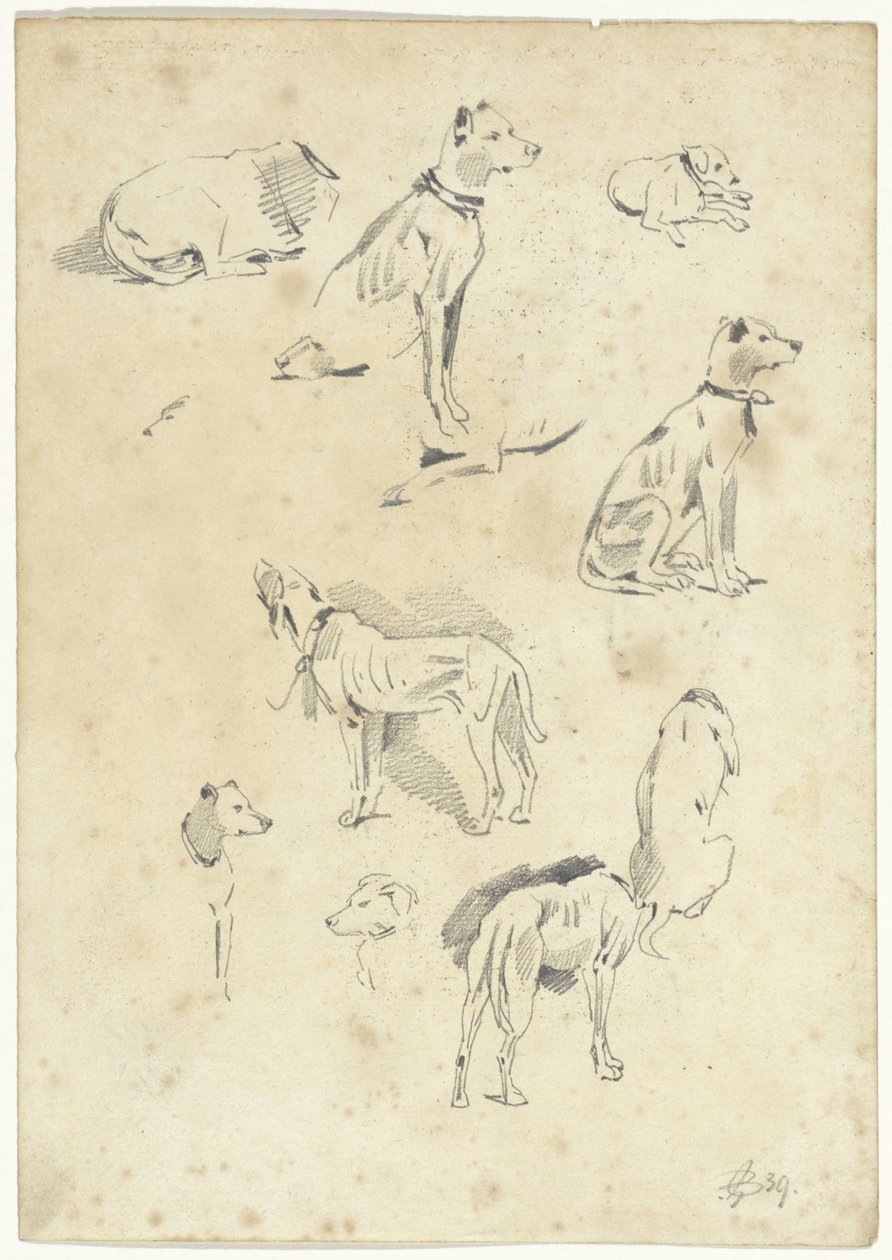 Estudos de cães de Pieter van Loon