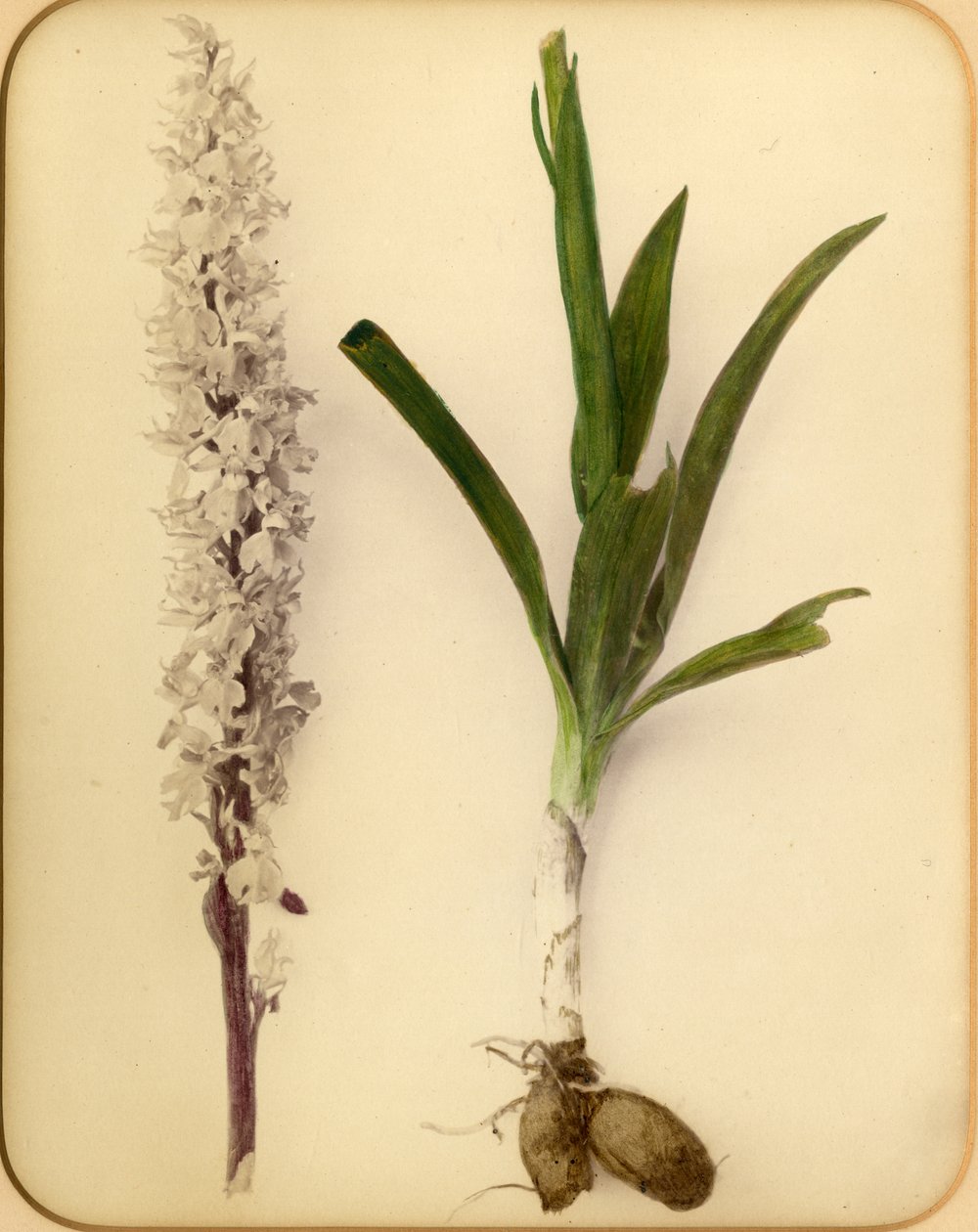 Flor e bulbo, 1870 (impressão de albume) de Pietro Guidi