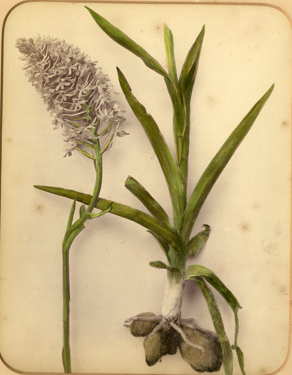 Flores e bulbos, 1870s (albumen print) de Pietro Guidi