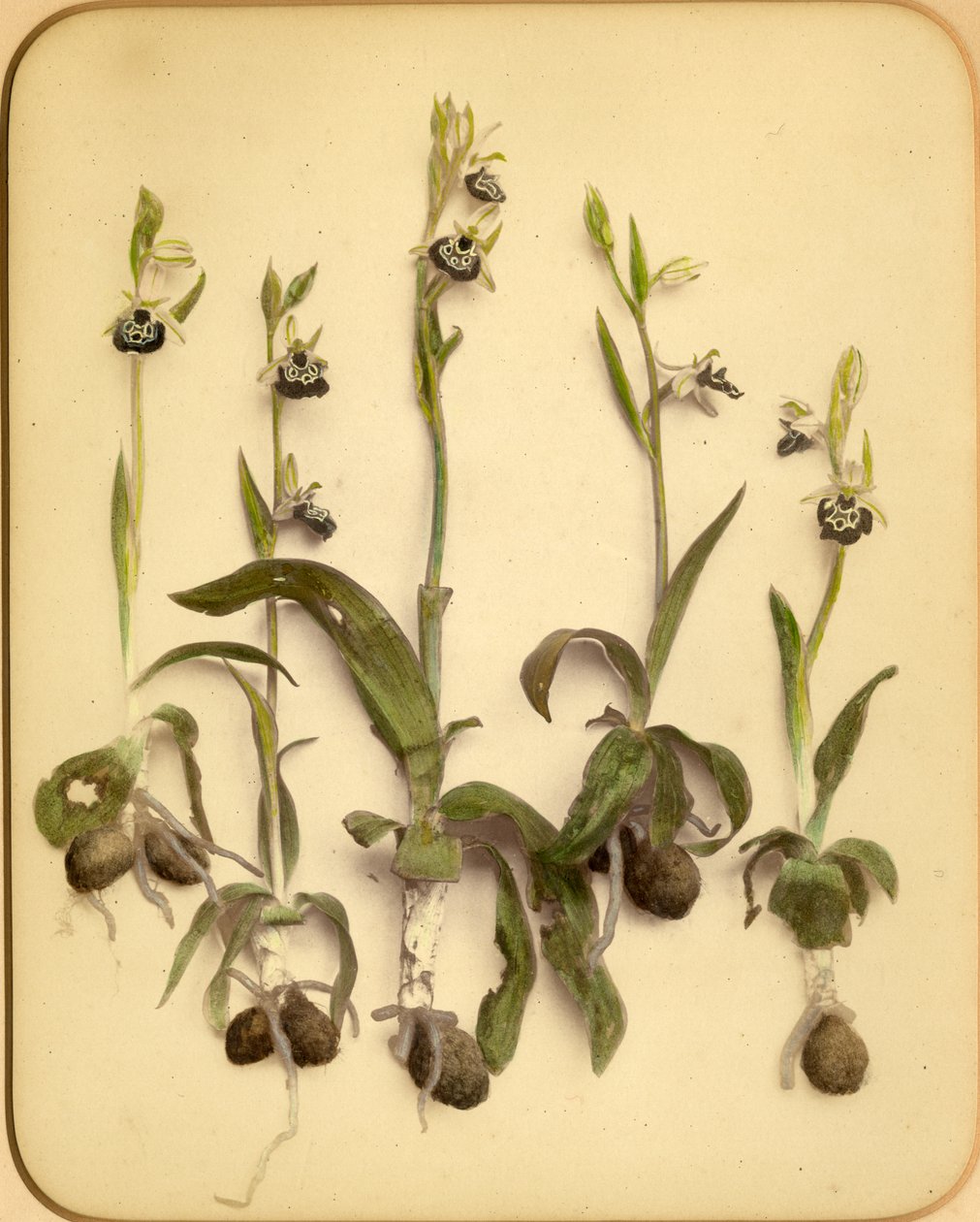 Orquídea selvagem, 1870s (impressão albumen) de Pietro Guidi