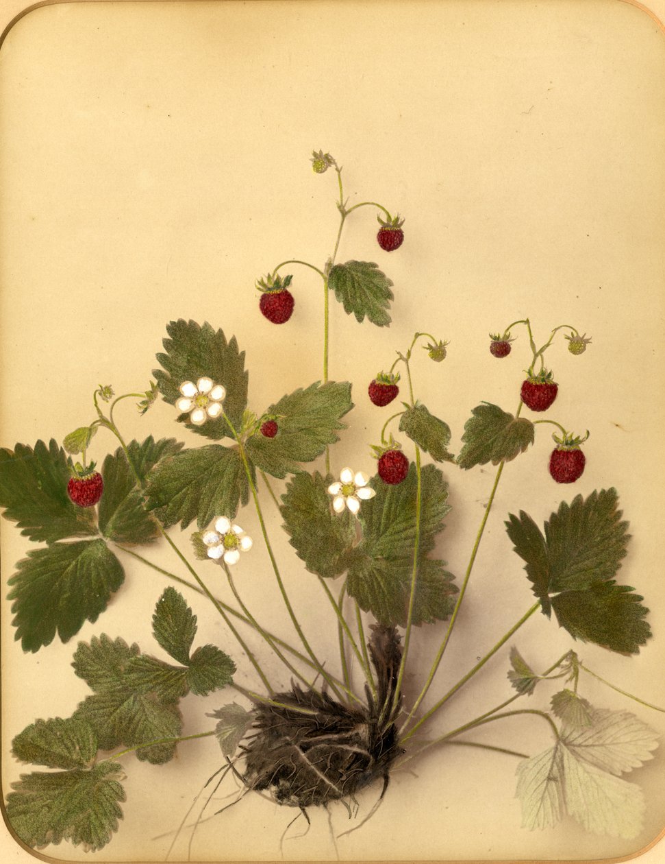 Flores de morango silvestre, de 1870 (impressão de albume) de Pietro Guidi