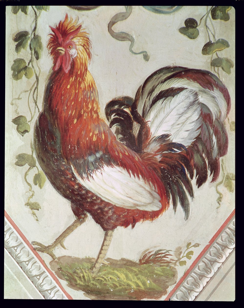 Detalhe, de, um, galo novo, tarde, 18º século de Pietro Rotati