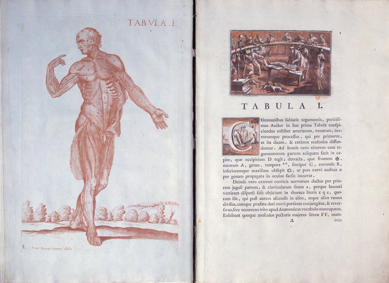 Uma placa de mesa Anatomicae, Roma, 1788 de Pietro da Cortona