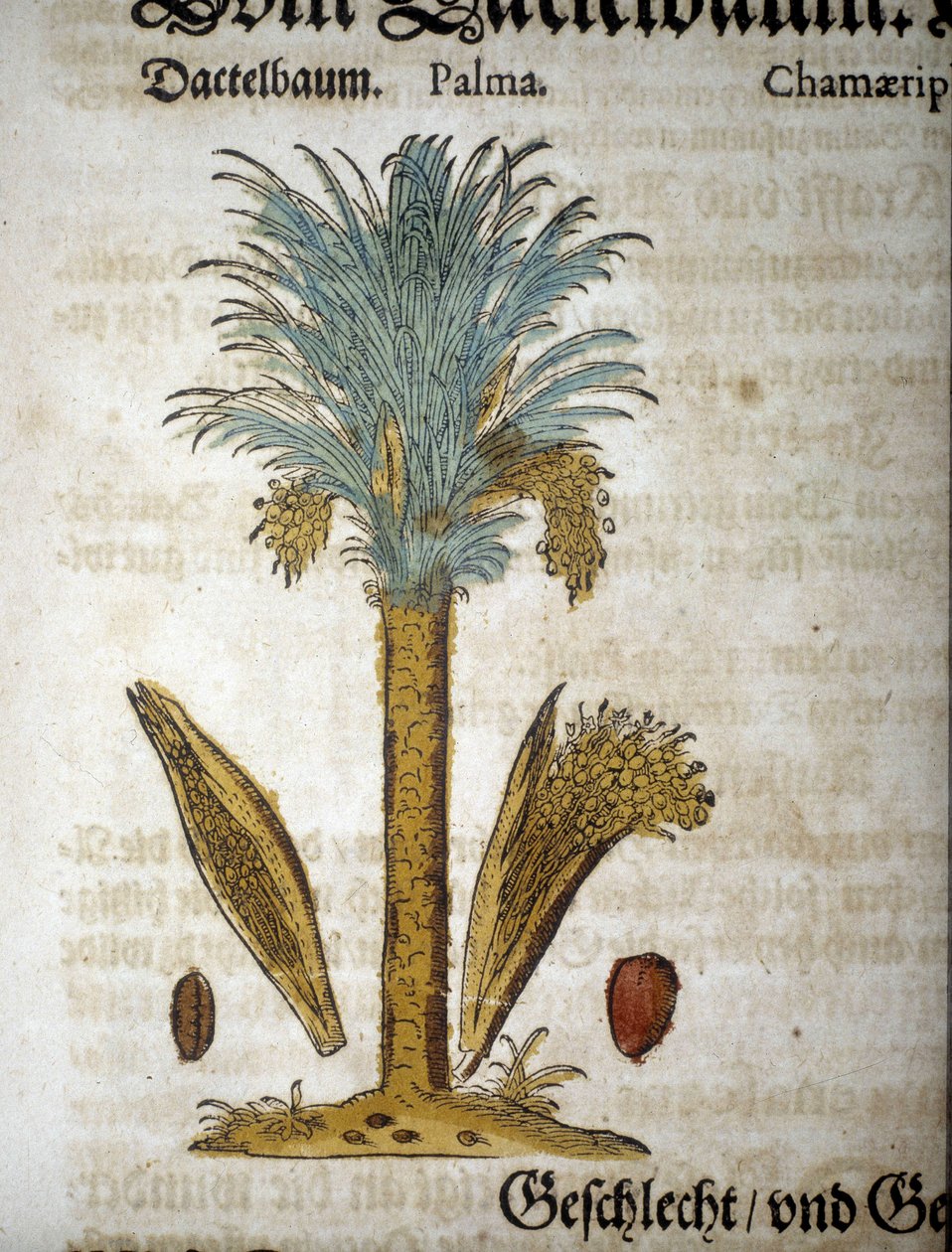 Tábua botânica: Palmeira com tâmaras - Em "herbarium mattioli". de Pietro Andrea Mattioli