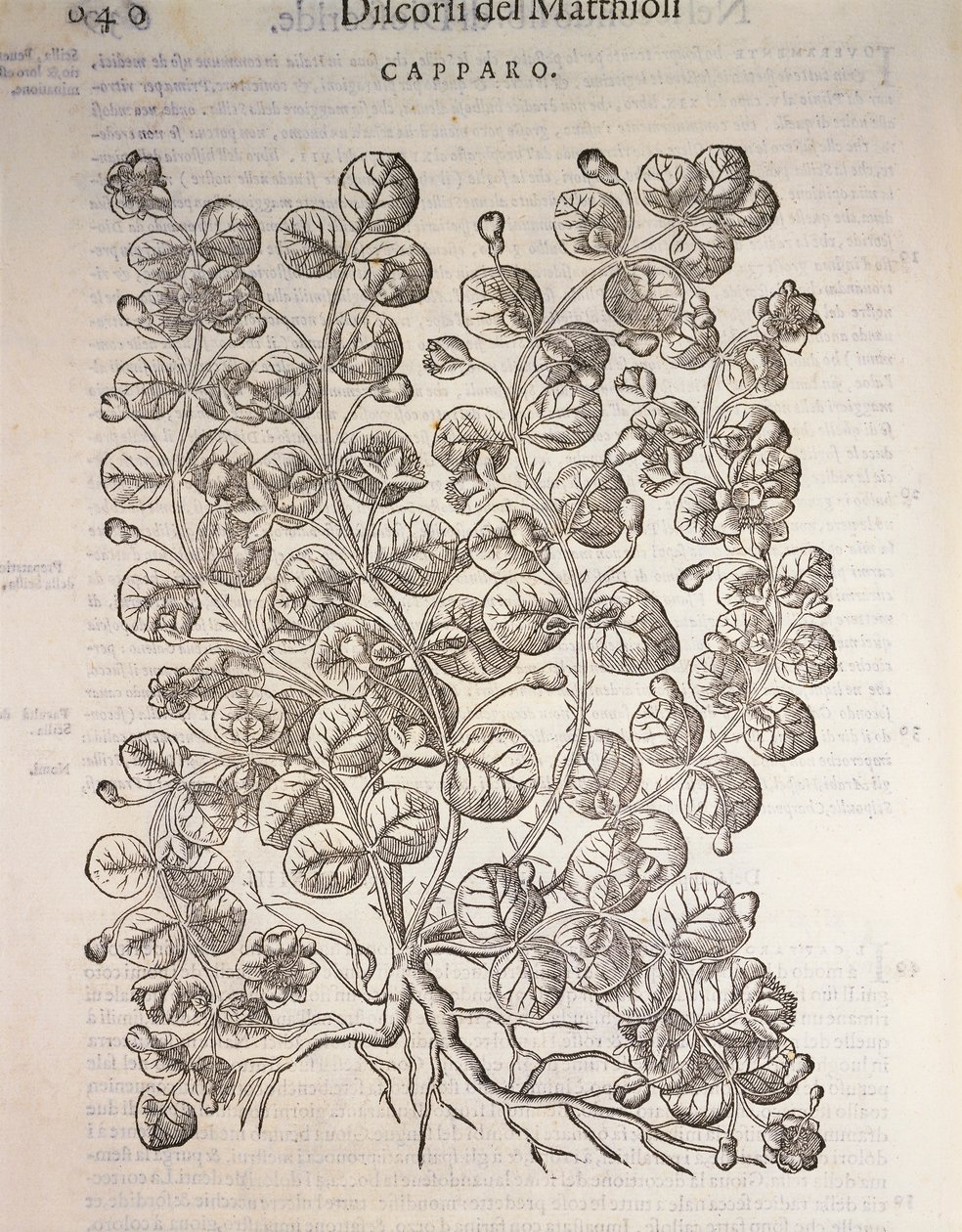Arbusto de Capper (Capparis spinosa), gravura de Pier Andrea Mattioli de Pietro Andrea Mattioli