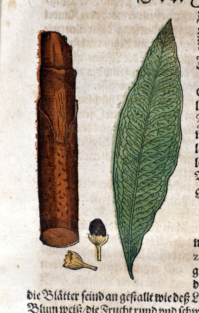 Cinamoma. Gravura - em "Kreutterbuch Dess Hochgelehrten unnd weitberuhmten Herrn D. Petri Andreae Matthioli" de Pietro Andrea Mattioli (Matthiole) (1500-1577). Frankfurt de Pietro Andrea Mattioli