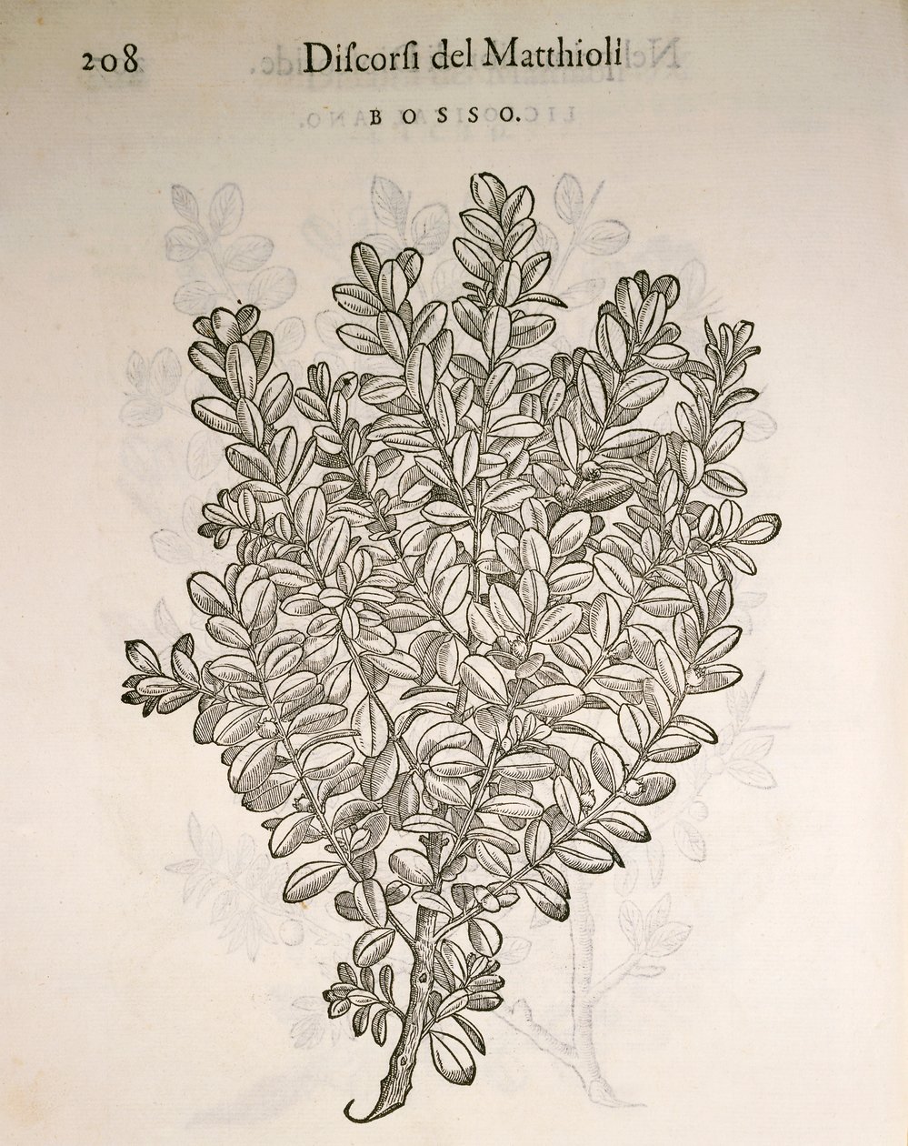 Caixa Comum ou Boxwood (Buxus sempervirens), gravura de Pier Andrea Mattioli de Pietro Andrea Mattioli