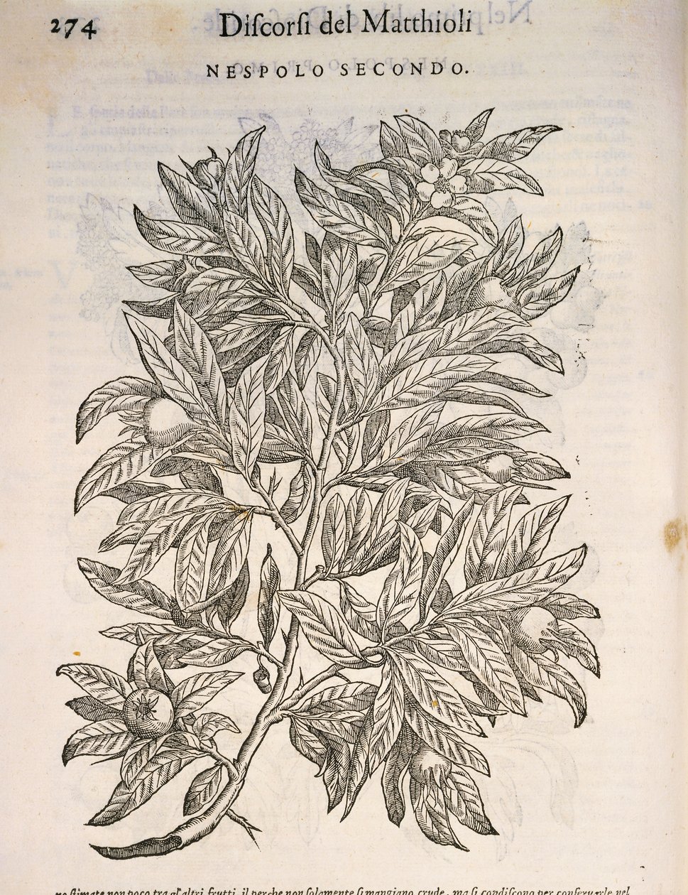 Medlar comum (Mespilus germanica), gravura de Pier Andrea Mattioli de Pietro Andrea Mattioli
