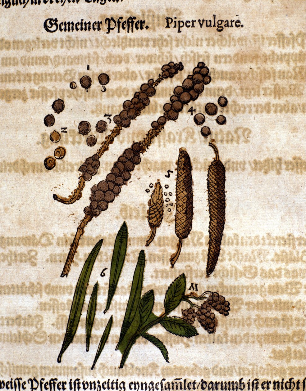 Pimenta comum. Gravura - em "Kreutterbuch Dess Hochgelehrten unnd weitberuhmten Herrn D. Petri Andreae Matthioli" de Pietro Andrea Mattioli (Matthiole) (1500-1577). Frankfurt de Pietro Andrea Mattioli