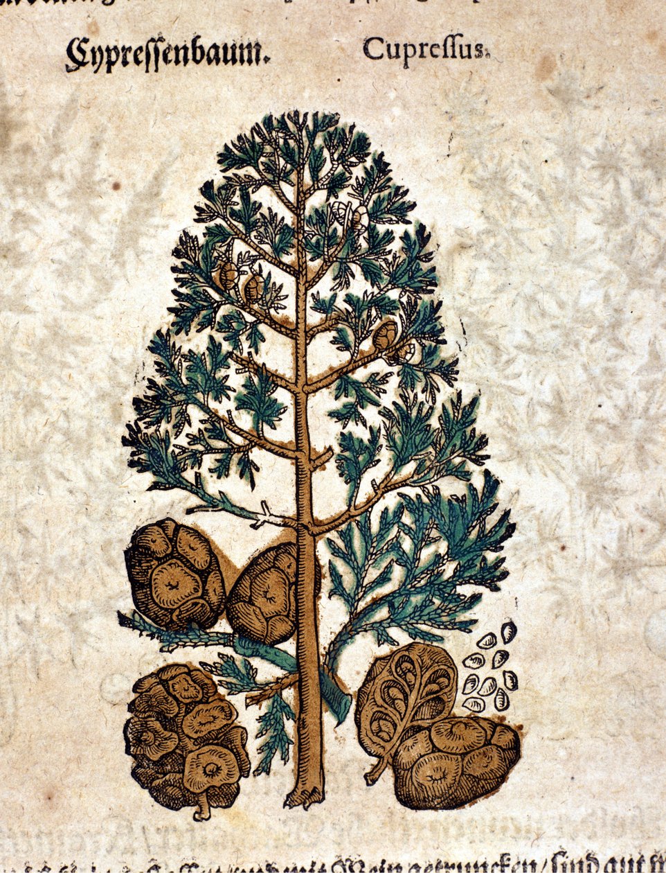 Cyper cone. Gravura - em "Kreutterbuch Dess Hochgelehrten unnd weitberuhmten Herrn D. Petri Andreae Matthioli" de Pietro Andrea Mattioli (Matthiole) (1500-1577). Frankfurt de Pietro Andrea Mattioli