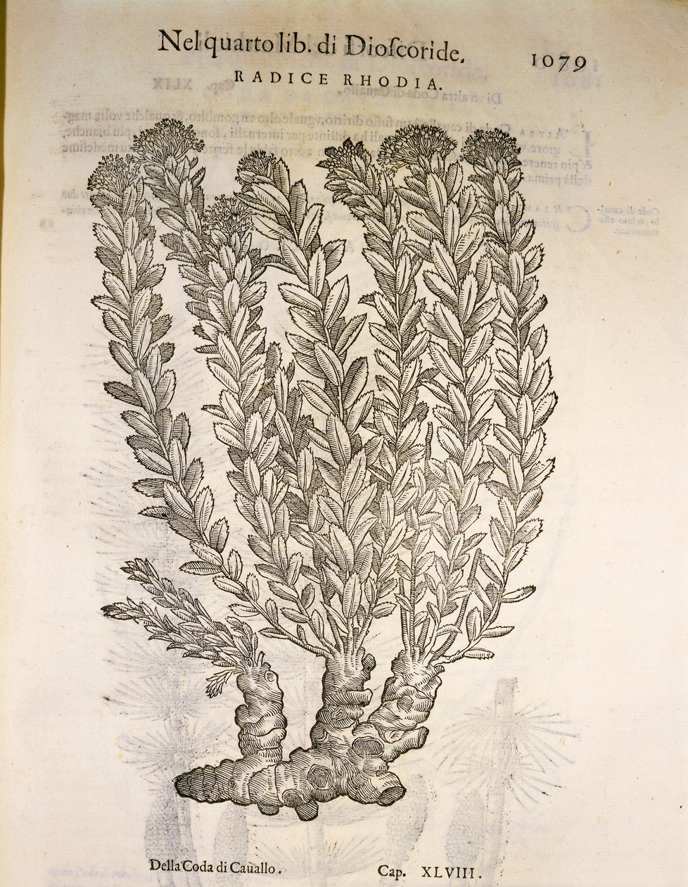 Raiz dourada ou Roseroot (Rhodiola rosea), gravura de Pier Andrea Mattioli de Pietro Andrea Mattioli