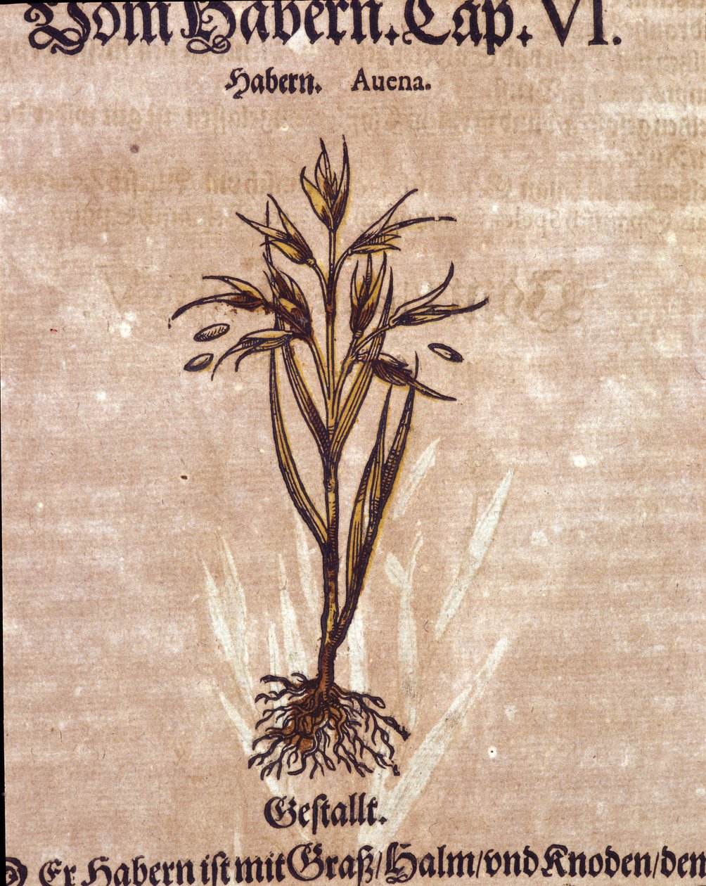 Herbário: aveia. Gravura - em "Kreutterbuch Dess Hochgelehrten unnd weitberuhmten Herr D. Petri Andreae Matthioli" de Pietro Andrea Mattioli (Matthiole de Pietro Andrea Mattioli