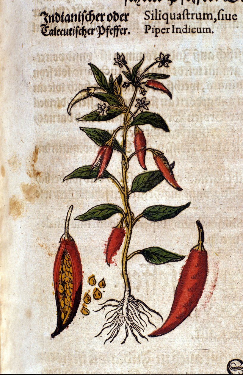 Pimenta indiana. Gravura - em "Kreutterbuch Dess Hochgelehrten unnd weitberuhmten Herrn D. Petri Andreae Matthioli" de Pietro Andrea Mattioli (Matthiole) (1500-1577). Frankfurt de Pietro Andrea Mattioli