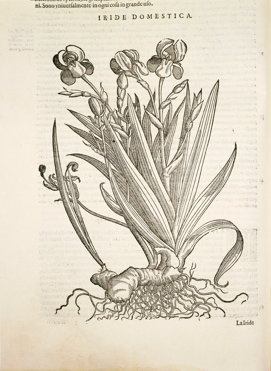 Iris (Iride domestica), gravura de Pier Andrea Mattioli de Pietro Andrea Mattioli