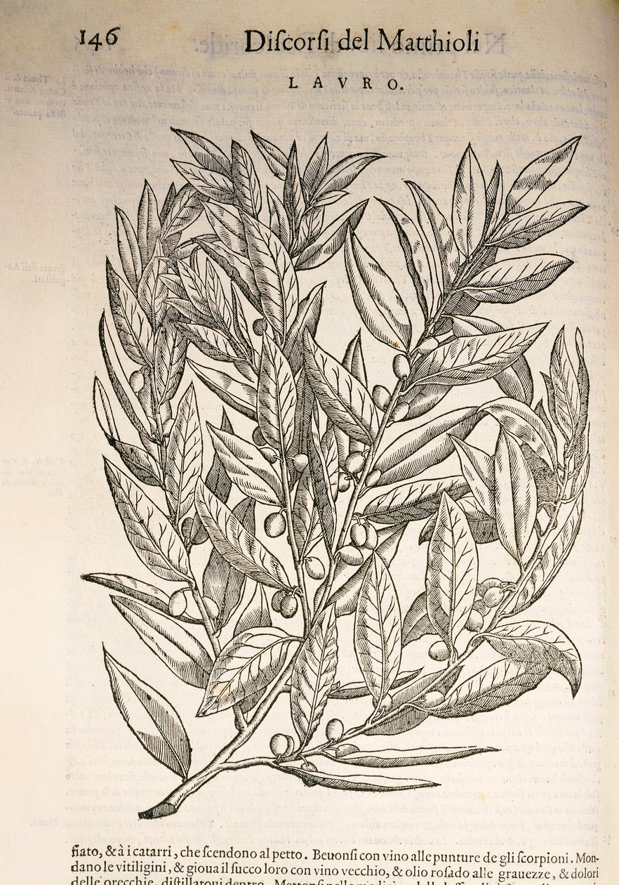 Laurel (Laurus), gravura de Pier Andrea Mattioli de Pietro Andrea Mattioli