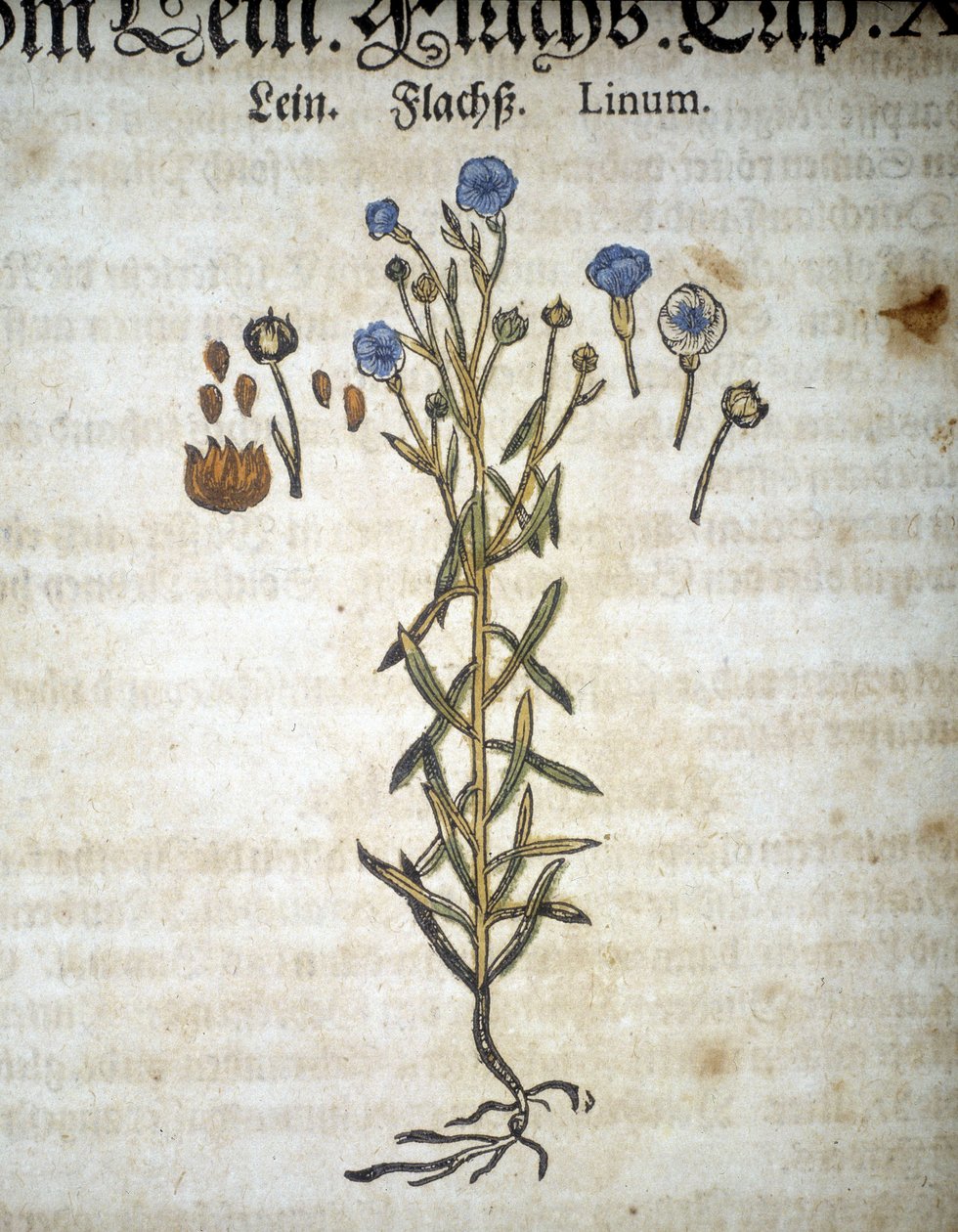 Lin ou Linum - Em "Herbarium Mattioli". de Pietro Andrea Mattioli