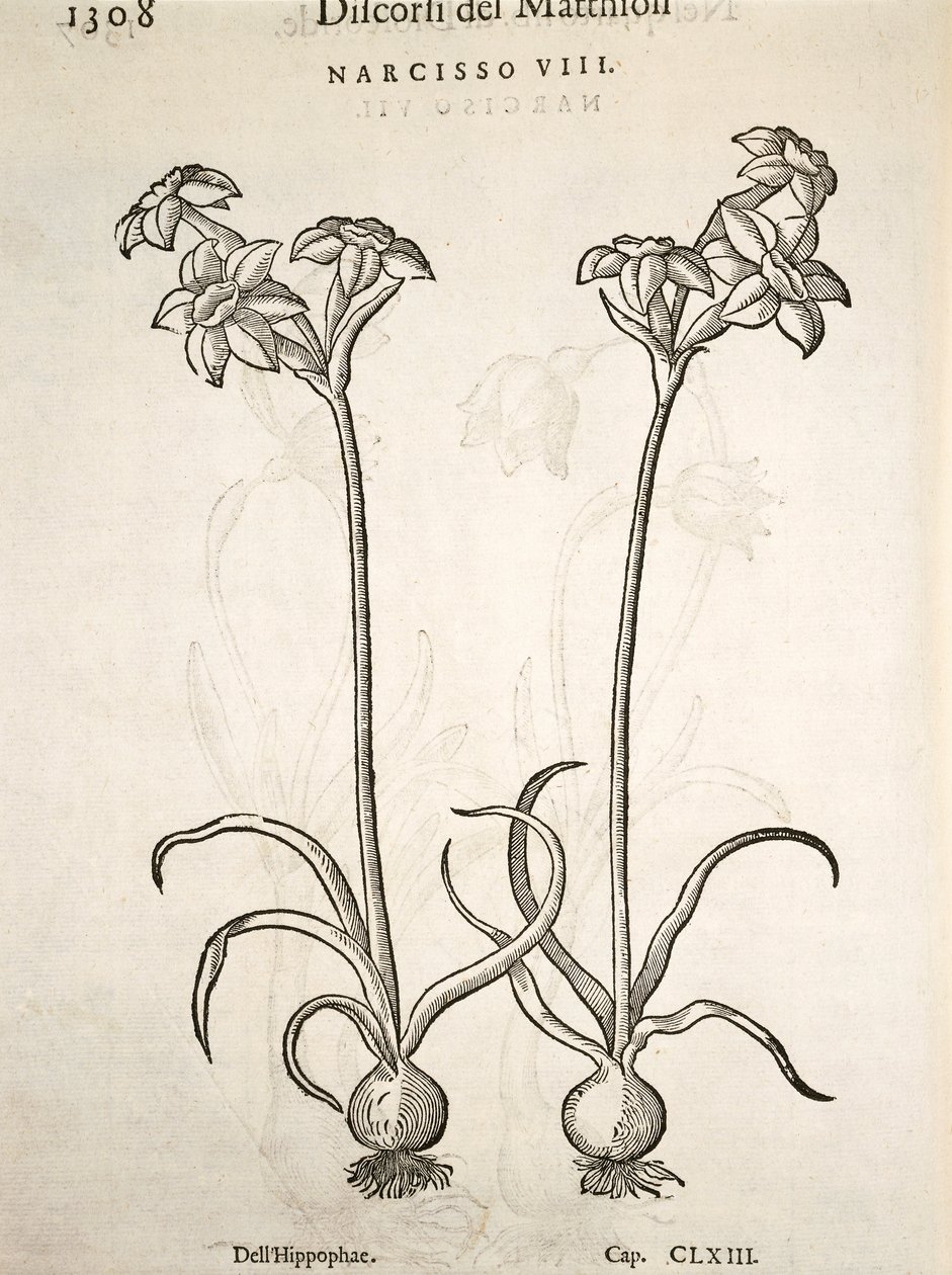 Narciso, gravura de Pier Andrea Mattioli de Pietro Andrea Mattioli