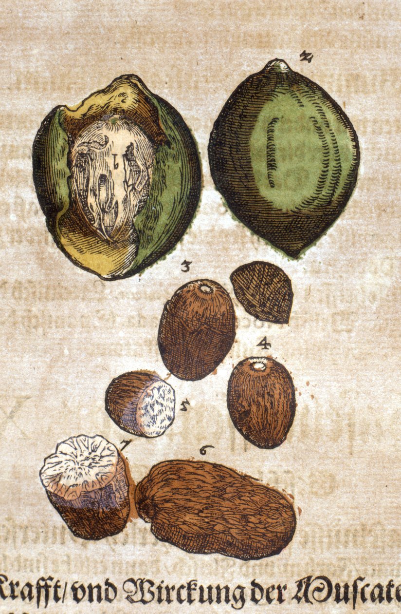Noix de muscade. Gravura - em " Kreutterbuch Dess Hochgelehrten unnd weitberuhmten Herr D. Petri Andreae Matthioli" par Pietro Andrea Mattioli (Matthiole) (1500-1577). Francfort de Pietro Andrea Mattioli