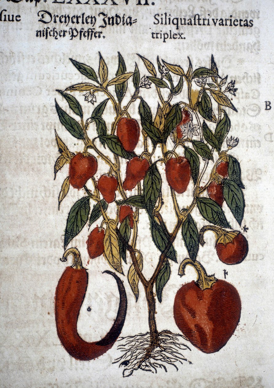 Peppers ou Siliquaftri varietas triplex - Em "Herbier Mattioli de Pietro Andrea Mattioli