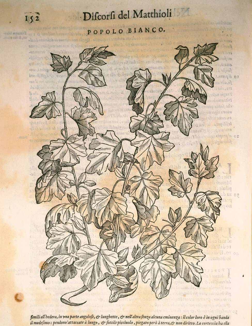 Álamo (Populus), gravura de Pier Andrea Mattioli de Pietro Andrea Mattioli