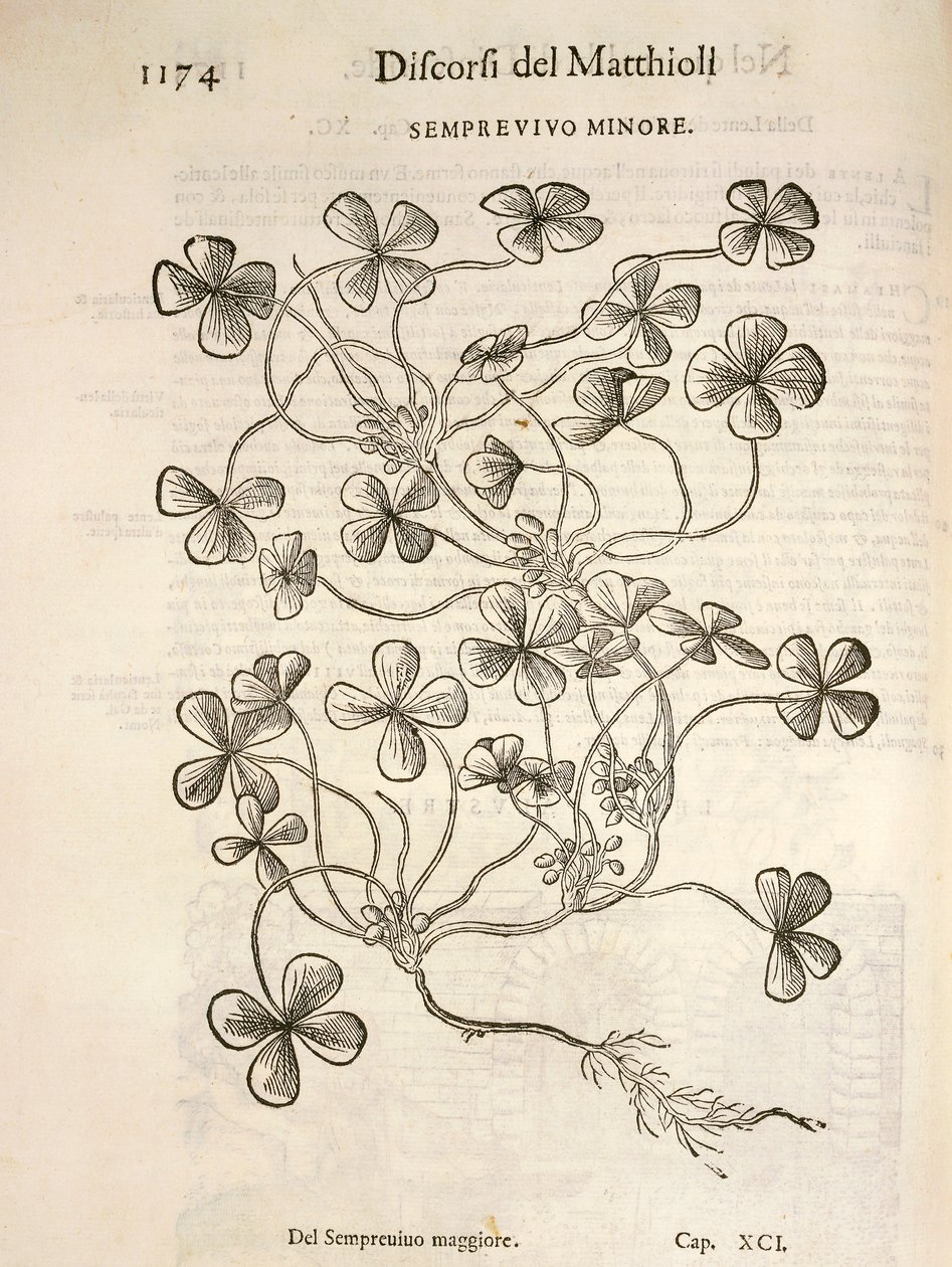 Sempervivum (Semprevivo minore), gravura de Pier Andrea Mattioli de Pietro Andrea Mattioli