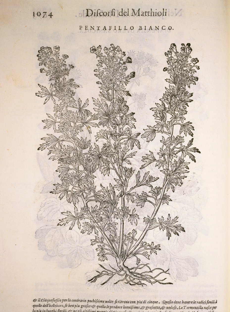 Silverweed (Potentilla alba), gravura de Pier Andrea Mattioli de Pietro Andrea Mattioli
