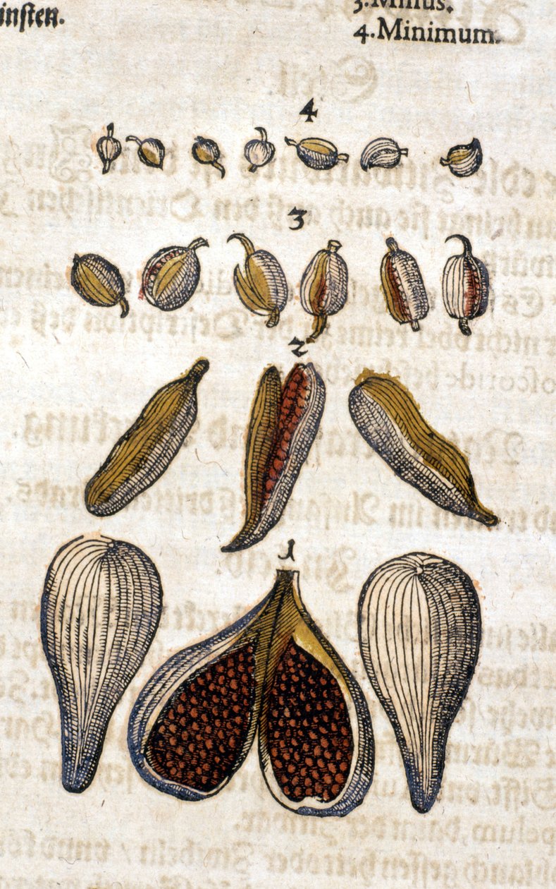 O cardamomo. Gravura - em "Kreutterbuch Dess Hochgelehrten unnd weitberuhmten Herrn D. Petri Andreae Matthioli" de Pietro Andrea Mattioli (Matthiole) (1500-1577). Frankfurt de Pietro Andrea Mattioli