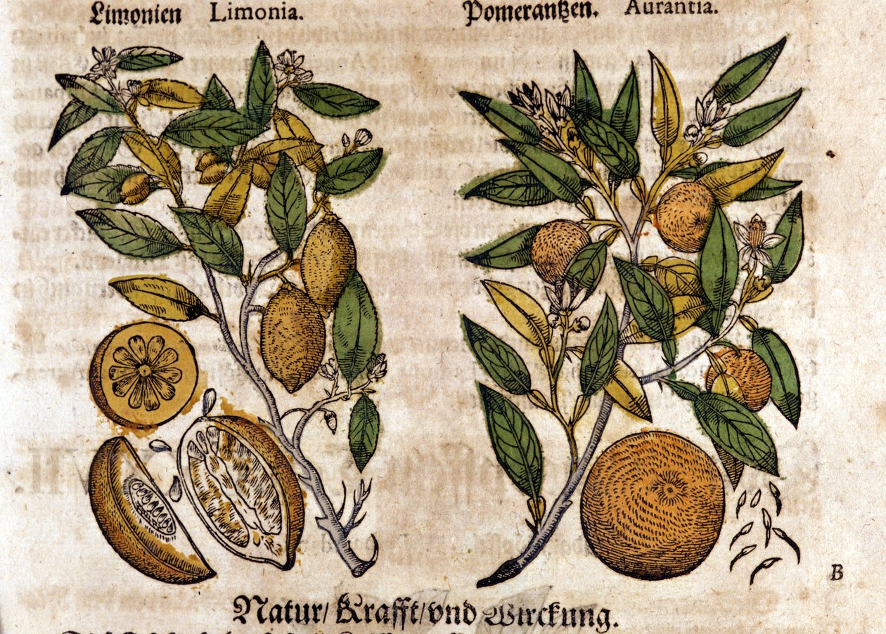 Os citrinos. Laranjeira e limoeiro. Gravura - em "Kreutterbuch Dess Hochgelehrten unnd weitberuhmten Herrn D. Petri Andreae Matthioli" de Pietro Andrea Mattioli (Matthiole) (1500-1577). Frankfurt de Pietro Andrea Mattioli