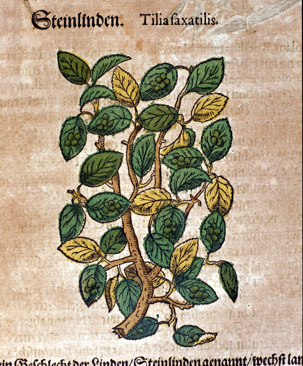 A árvore da tília. Gravura - em "Kreutterbuch Dess Hochgelehrten unnd weitberuhmten Herrn D. Petri Andreae Matthioli" de Pietro Andrea Mattioli (Matthiole) (1500-1577). Frankfurt de Pietro Andrea Mattioli