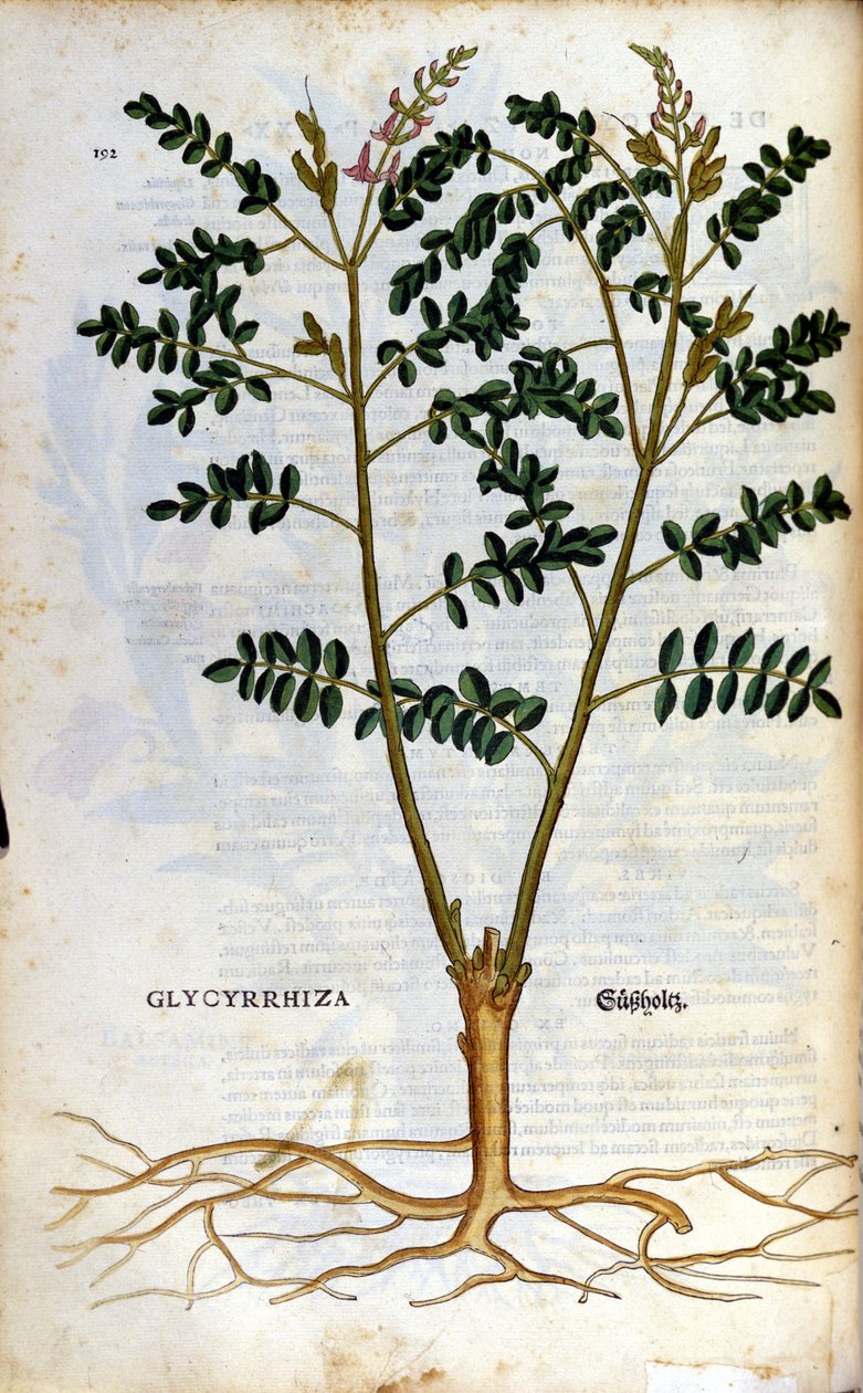 O alcaçuz. Gravura - em "Kreutterbuch Dess Hochgelehrten unnd weitberuhmten Herrn D. Petri Andreae Matthioli" de Pietro Andrea Mattioli (Matthiole) (1500-1577). Frankfurt de Pietro Andrea Mattioli