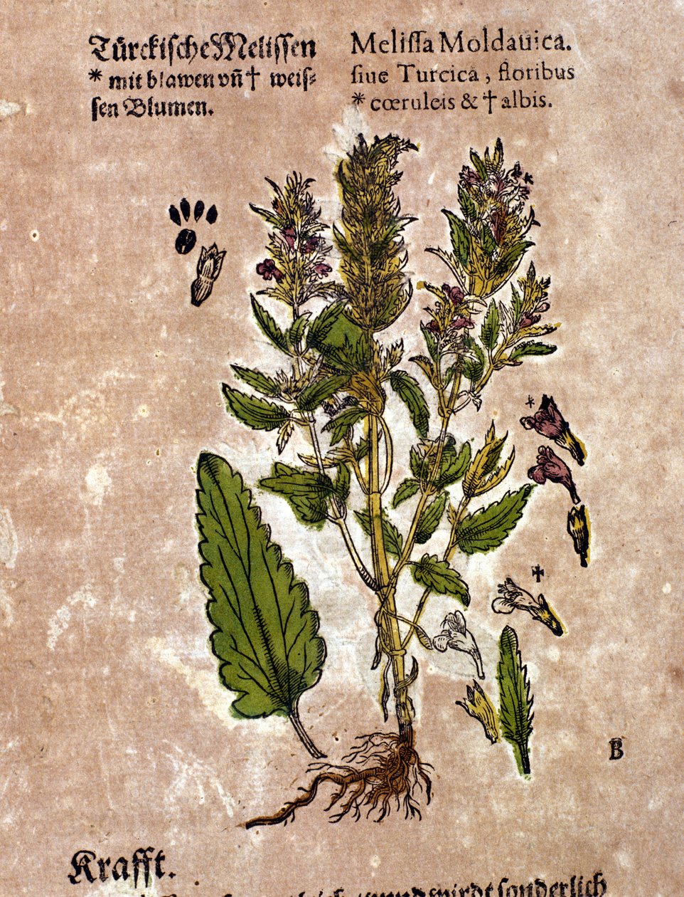 A melisse. Gravura - em "Kreutterbuch Dess Hochgelehrten unnd weitberuhmten Herrn D. Petri Andreae Matthioli" de Pietro Andrea Mattioli (Matthiole) (1500-1577). Frankfurt de Pietro Andrea Mattioli