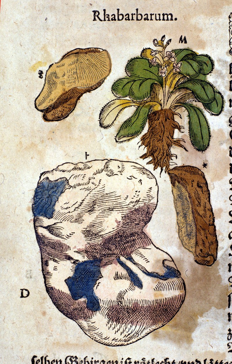 O ruibarbo. Gravura - em "Kreutterbuch Dess Hochgelehrten unnd weitberuhmten Herrn D. Petri Andreae Matthioli" de Pietro Andrea Mattioli (Matthiole) (1500-1577). Frankfurt de Pietro Andrea Mattioli