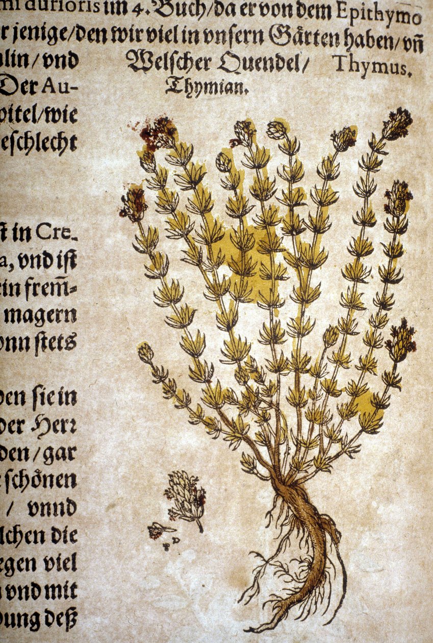 Tomilho (Thymus) - Em "Herbarium Mattioli". de Pietro Andrea Mattioli