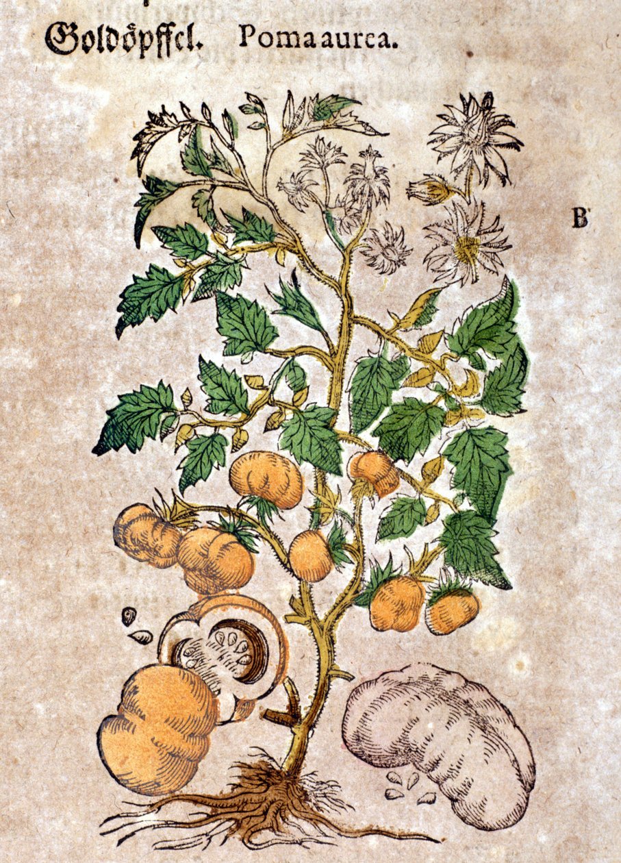 Tomate. Gravura - em "Kreutterbuch Dess Hochgelehrten unnd weitberuhmten Herrn D. Petri Andreae Matthioli" de Pietro Andrea Mattioli (Matthiole) (1500-1577). Frankfurt de Pietro Andrea Mattioli