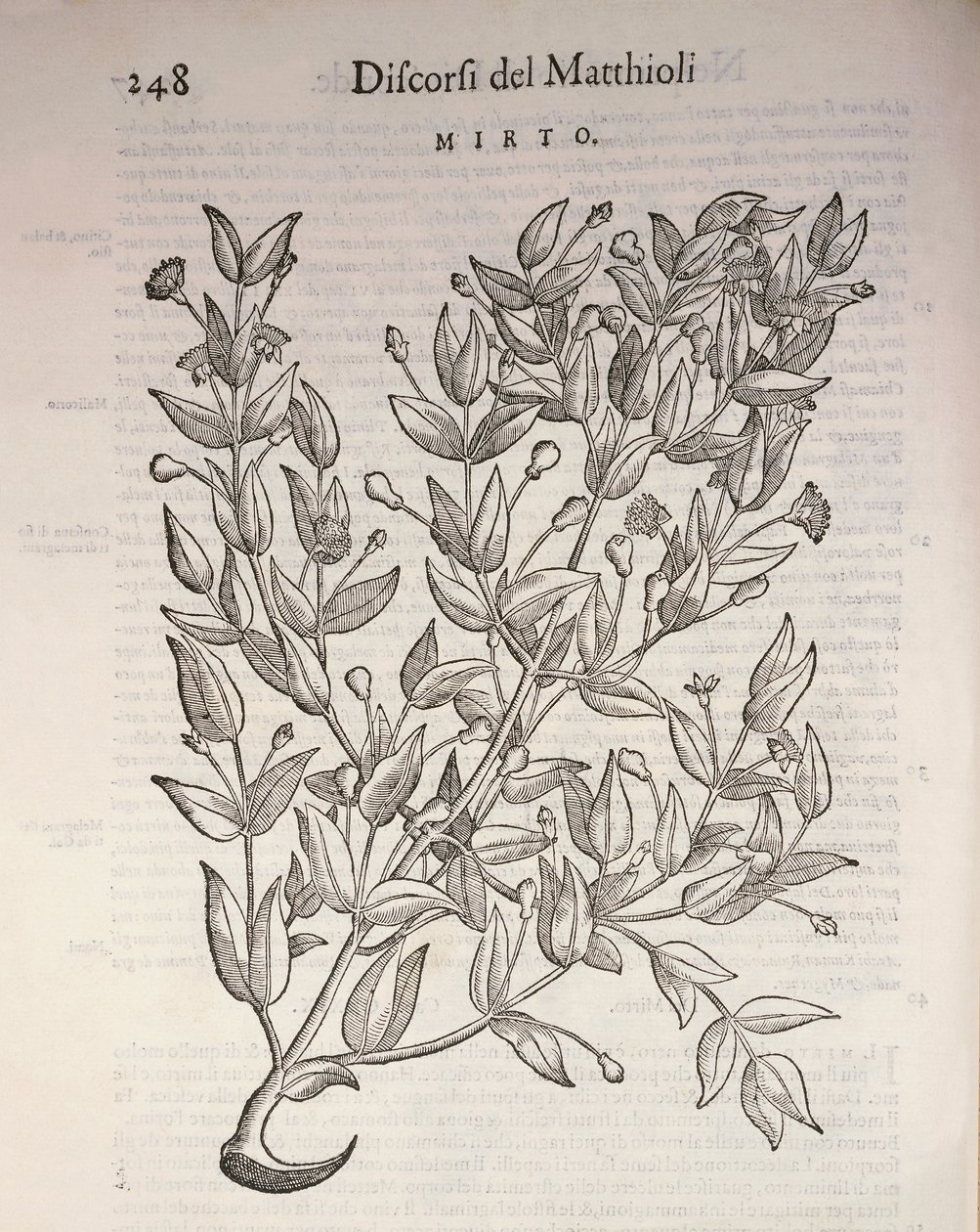 True Myrtle (Myrtus communis), gravura de Pier Andrea Mattioli de Pietro Andrea Mattioli