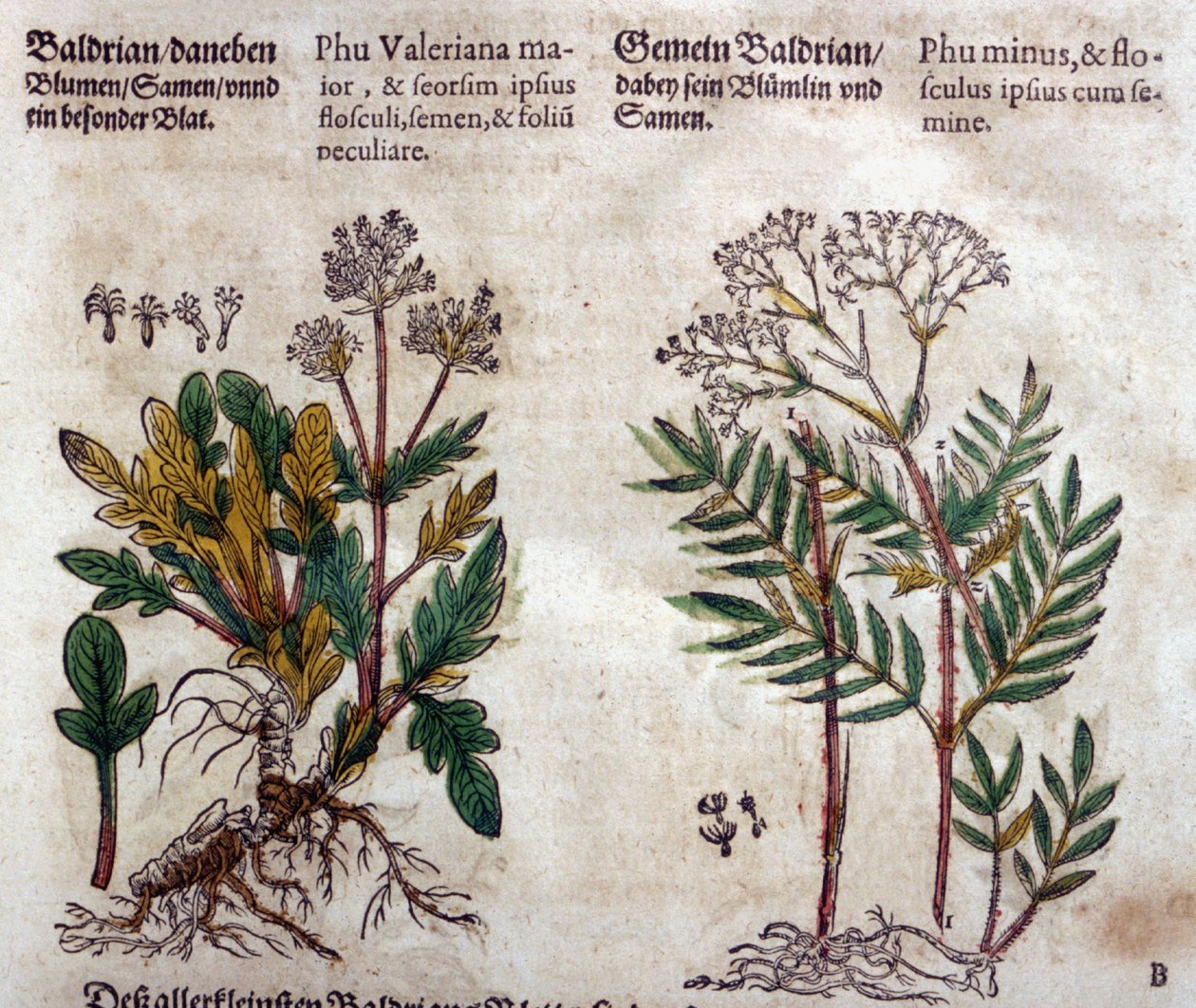 Valeriana: duas espécies com descrição da planta de Pietro Andrea Mattioli