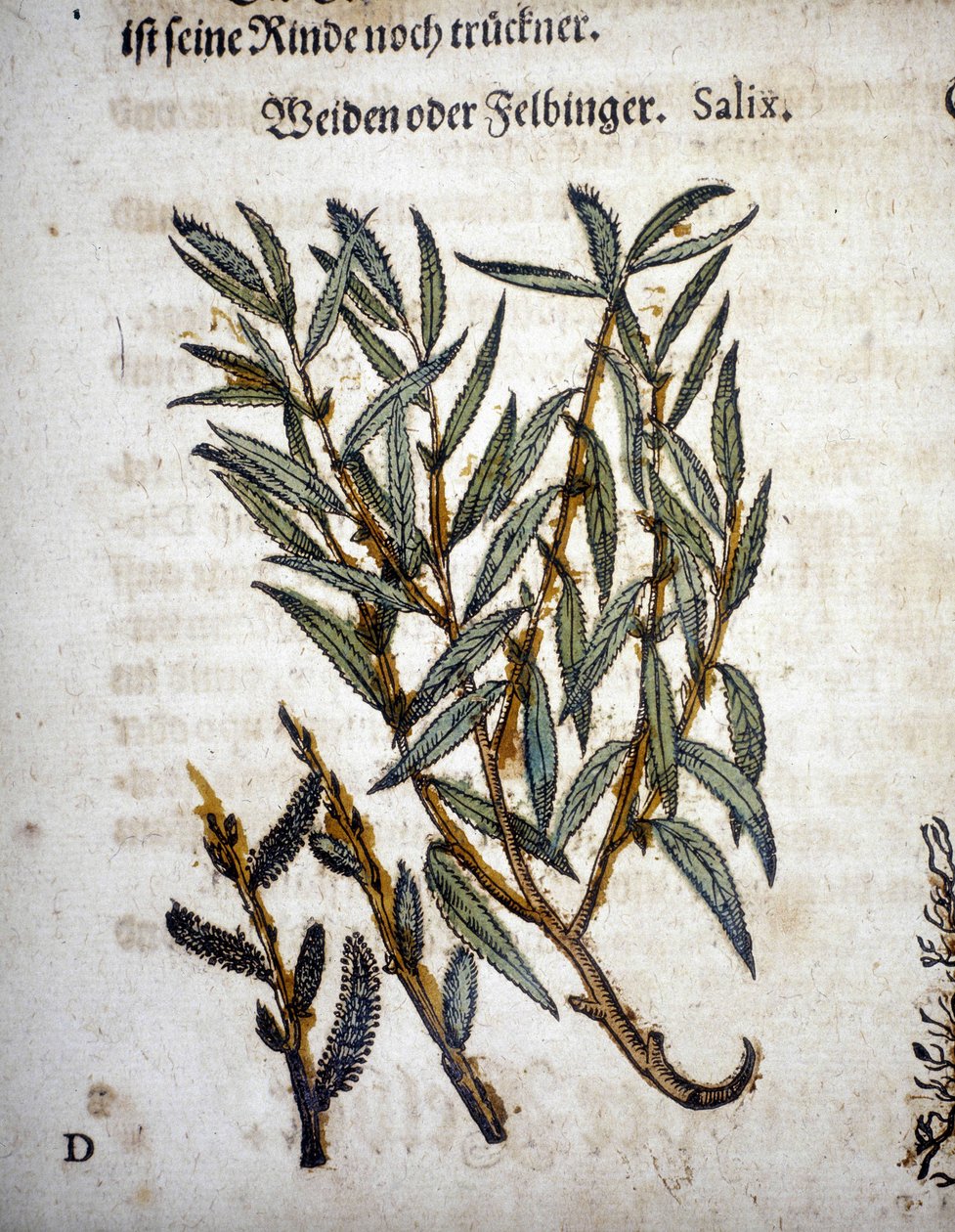 Ramo de salgueiro - Em "Herbarium mattioli de Pietro Andrea Mattioli