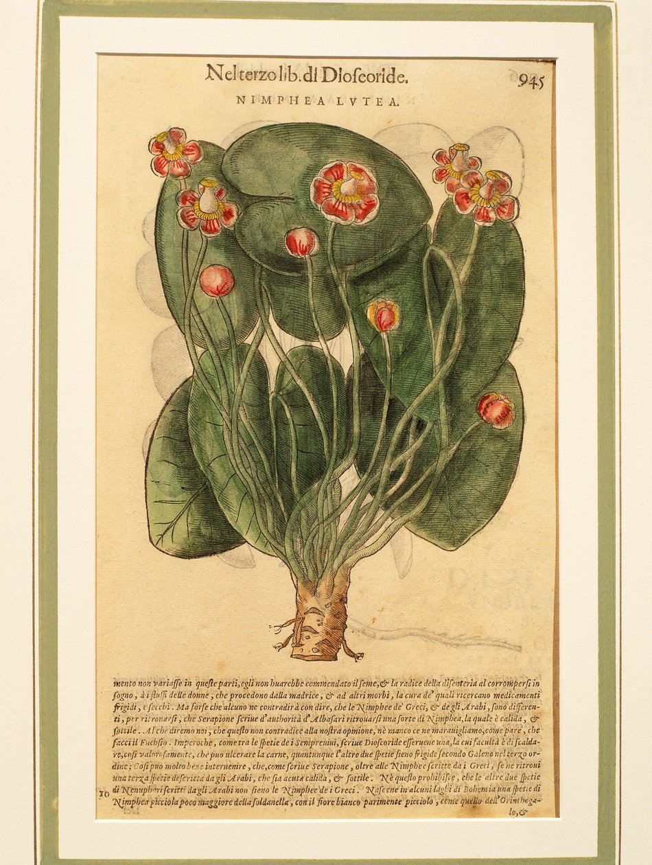 Ninfaea lutea (Nymphaea lutea), gravura colorida de Pietro Andrea Mattioli