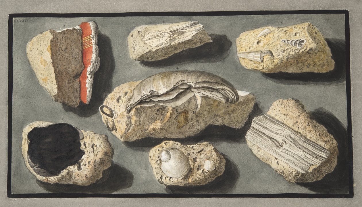 Espécimes de Tufa encontrados dentro e nos arredores de Herculano, Placa XXXXV, de &39;Campi Phlegraei: Observações sobre os Vulcões das Duas Sicílias&39;, de Sir William Hamilton (1730-1803), publicado em 1776 (col. de Pietro Fabris