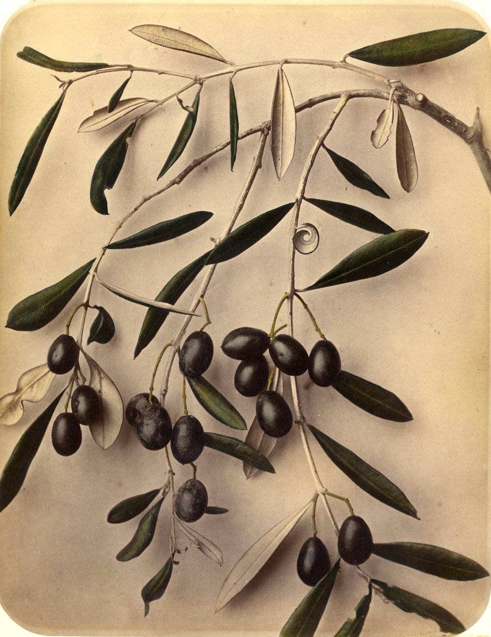 Azeitonas, 1870 (impressão de albume) de Pietro Guidi