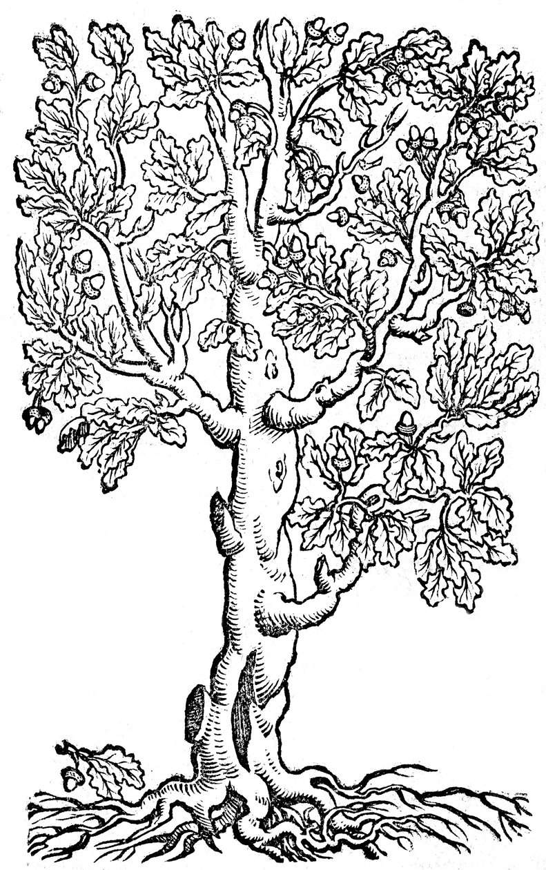 XII Livros sobre a agricultura e o cultivo perfeito de uma quinta ou propriedade ordenada de Pietro de