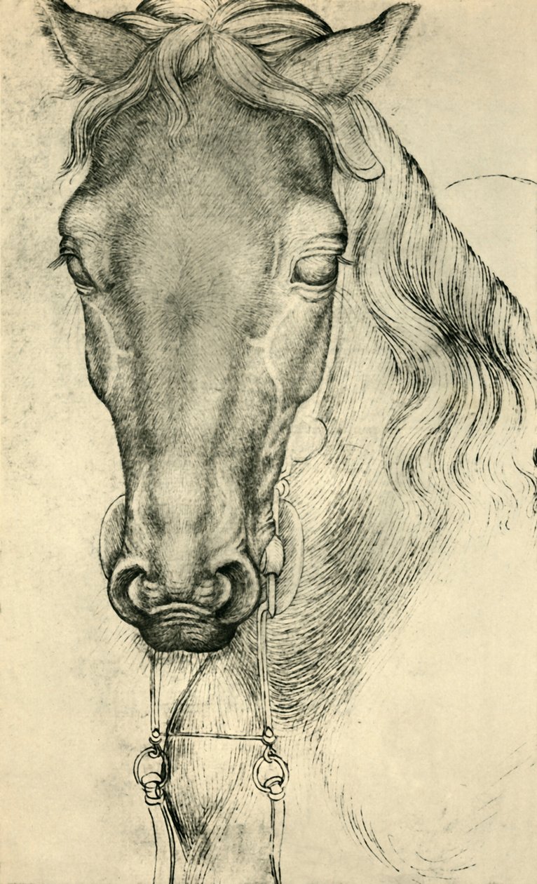 Cabeça de um cavalo, c1420-1455, 1943. de Antonio Pisanello