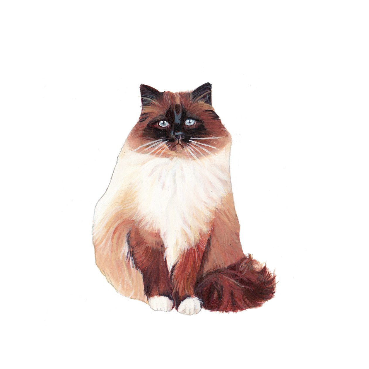 Gato birmanês, 2014 (aguarela e guache sobre papel) de Polly Horner