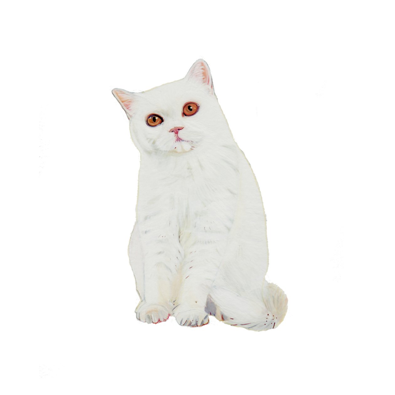 British Shorthair White, 2014 (aguarela e guache sobre papel) de Polly Horner