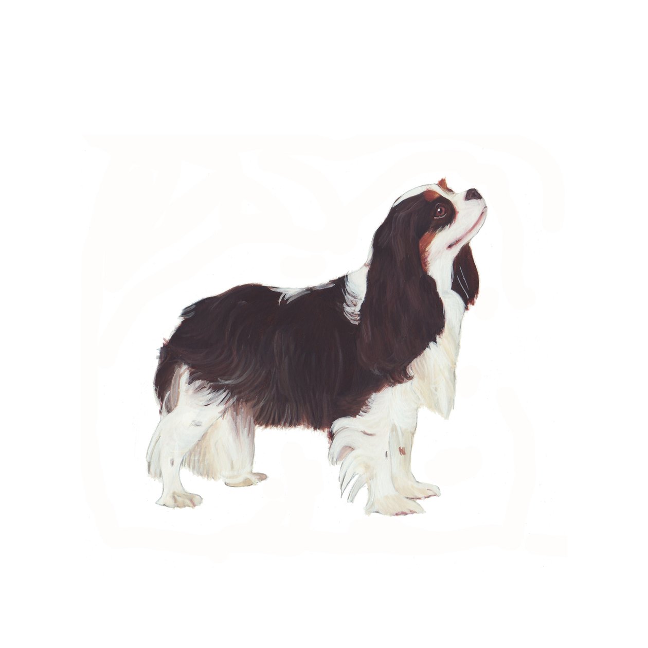 Cavalier King Charles Spaniel, 2011 (aguarela e guache sobre papel) de Polly Horner